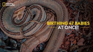 Birthing 47 Babies At Once  Snakes SOS Goas Wildest  National Geographic [upl. by Eilahs]