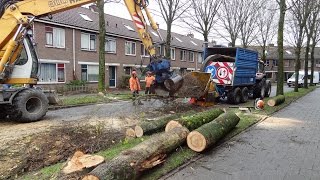 Bomenkap  Cutting Elm trees [upl. by Euk]