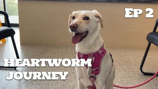 Heartworm Treatment with our Lab Dog  Ep 2  Vlog Health Journey [upl. by Diamante445]