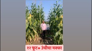 १२ फूट पेक्षा अधिक उंचीचा मक्का । Bayer Dekalb 9141  corn मक्का [upl. by Cilo]