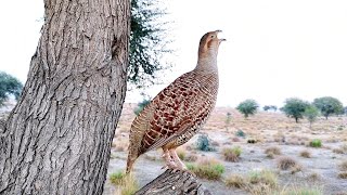 Teetar ki awaaz  Teetar awaz  gray francolin teetar sound  Female teetar awaz [upl. by Retrac555]