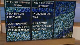 When is bluebonnet season [upl. by Akerley]