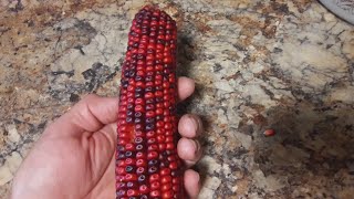 How to Nixtamalize Corn NO ASHES or LYE  Hominy Masa Grits Nixtamal🌽🌽 [upl. by Anila]