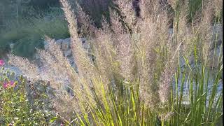 Calamagrostis brachytricha [upl. by Eibocaj254]