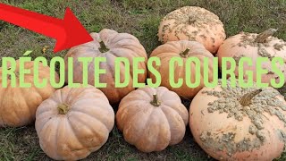 LA RÉCOLTE DES COURGES 🎃🍂 [upl. by Maccarthy]