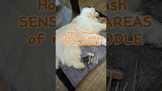 Brushing sensitive parts of a fluffy dog dog grooming fluffydog [upl. by Aciemaj330]