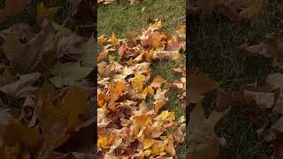 🍁Autumn Wind ASMR [upl. by Oiratno]