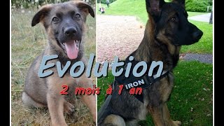 Berger Allemand Gris  évolution de 2 mois jusqua 1 an  Vidéo spéciale ironVlog [upl. by Auahsoj]