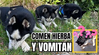 🟢¿Por qué comen hierba y por qué vomitan los perros 🐶 ¡Bombón está vomitando [upl. by Comfort160]