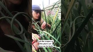 Grow larger garlic with this tip 😋 organic food gardening [upl. by Lzeil623]