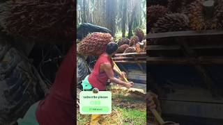 How to pick up palm oil fruit in carhttpsyoutubecomcultivation1sikH2Y72yAzqCZPgWG [upl. by Xever]