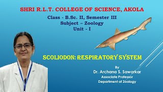 Respiratory system of Scoliodon [upl. by Yerok]