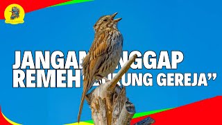 Suaranya BIKIN JATUH HATI Bukan Sembarang Burung Gereja [upl. by Enamrej]