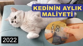 Bir Kedinin Aylık Masrafı Ne Kadardır  2022 Kedi Bakımı Masrafı [upl. by Carn215]