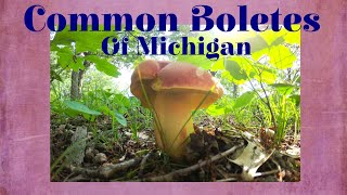 Common Boletes of Michigan [upl. by Alleusnoc703]