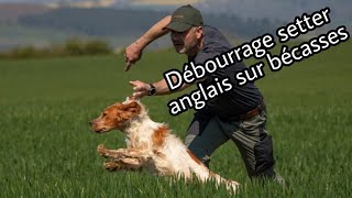 DRESSAGE CHIEN darrêt SETTER ANGLAIS  Débourrage sur bécasses [upl. by Malissia202]