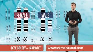 Inheritance GCSE Biology [upl. by Etnaed]