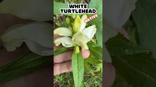 Wow White Turtlehead a Lifer Wildflower shorts [upl. by Ryann998]