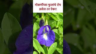 गोकर्णीच्या फुलांचे रोप असेल तर ऐका  Information about Gokarna  Gokarna Flower  Aparajita KA5 [upl. by Elletnuahc]