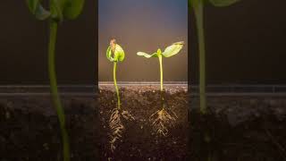 Girasoles creciendo Time Lapse  6 días [upl. by Carolyne]