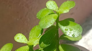 JADE PLANT PROPAGATION PRUNING AND CARING TIPS [upl. by Aerdnaxela]