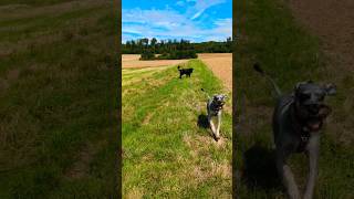 Samstag Spaziergang mit 3 Schnauzer schnauzer hundeliebe [upl. by Corell]