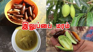 இலுப்பை மரத்தின் மருத்துவப் பயன்கள்  Health amp Spiritual benefits of Iluppai oil Madhuca longifolia [upl. by Nyar]