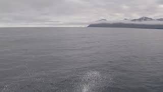 Eyjafjörður Aboard Sæfari Grímsey  Dalvík Ferry 2 [upl. by Eceerahs]