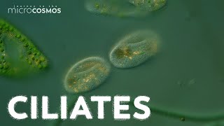 What Can Ciliates Teach Us About Ciliates [upl. by Eicak756]