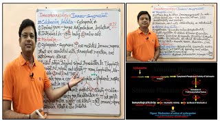 Immunopharmacology Part07 Immunosuppressant 03 Calcineurin Inhibitors  Cyclosporine [upl. by Notsuh]