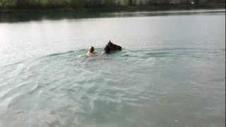 baignade a cheval avec mon Paco [upl. by Honeywell942]