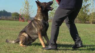 German Shepherd Ultimate ObedienceFast and highly responsive to every command [upl. by Alya]