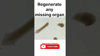 Regeneration in Planaria science biology sjw youtubeshorts shorts planaria [upl. by Ahsikel]