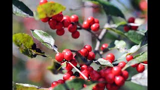 Winterberry Holly Ilex verticillata [upl. by Dnilasor]