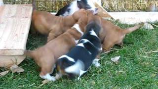 8 Basset Pups and the Piggy [upl. by Enilesor]