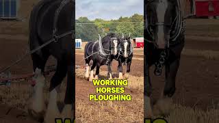 Working Horses Ploughing at The British National Ploughing Match workinghorses [upl. by Horgan]