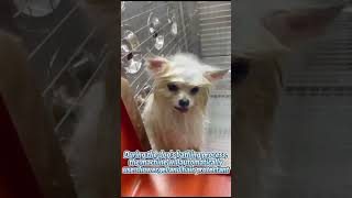 【Fully automatic intelligent pet washing machine】 宠物 宠物 [upl. by Queston]