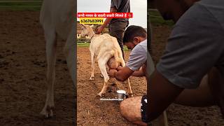 trending goat shorts viralshort explore farming goatfarming viralafternoon fypシ゚viral gym [upl. by Akihsat]