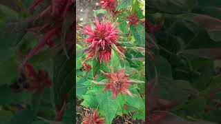 Monarda Balmy Purple Bee Balm [upl. by Polik]