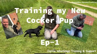 Ep1 Training my New Working Cocker Spaniel Puppy [upl. by Calabresi765]