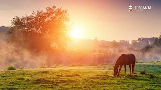 Cantari pentru suflet  Colaj cantari crestine [upl. by Sirk]