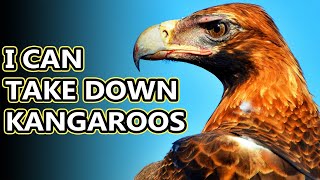 Wedge Tailed Eagle facts the largest birds of prey in Australia  Animal Fact Files [upl. by Tillo]