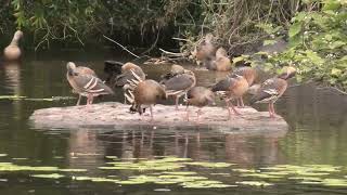 Plumed WhistlingDuck 58 [upl. by Notnad]