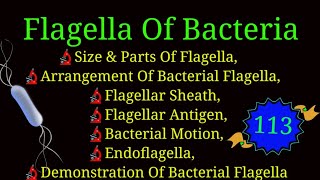 Flagella amp Endoflagella Of Bacteria Arrangement Of Bacterial Flagella EnteMicrobialWorldbacteria [upl. by Cioffred]