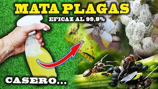 MATA todas las PLAGAS de tus plantas con el INSECTICIDA CASERO más eficaz [upl. by Raffarty315]