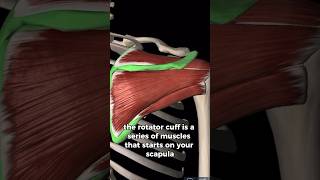 Why do we do rotator cuff exercises before working out shoulderexercise shoulder [upl. by Anayra]