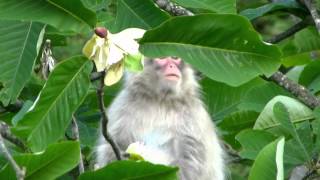 Japanese Monkeys Feeding on Magnolia Flowers ニホンザルがホオノキの花を採食 [upl. by Atilehs]