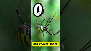 ABC Dangerous Insects Song for Kids  Insects from A to Z  Phonics amp Bug Learning  abcd kids [upl. by Otit]