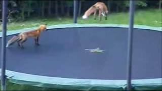 Funny Trampoline Moments [upl. by Arthur]