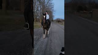 CHASED by A dog What would you do galloping trailriding chased [upl. by Fleta564]